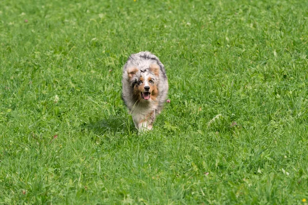 Bleu Merle Chien Berger Australien Court Sauter Sur Prairie Dans — Photo