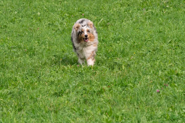 Голубий Австралійський Собака Пастух Біжить Стрибає Лугу Трентіно Альто Адіже — стокове фото