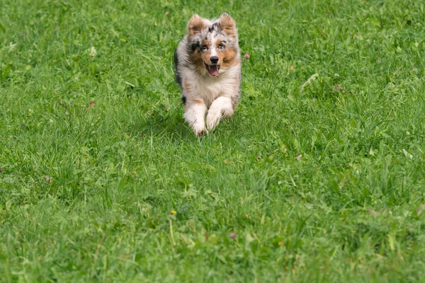 Blue Merle Cane Pastore Australiano Corre Salta Sul Prato Del — Foto Stock