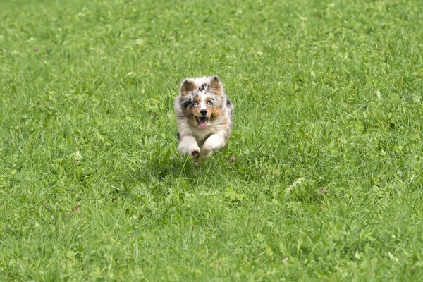 Blue Merle Cane Pastore Australiano Corre Salta Sul Prato Del — Foto Stock