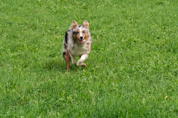 Mavi merle Avustralyalı çoban köpeği İtalya 'da Trentino Alto Adige' deki çayıra koşar ve atlar.