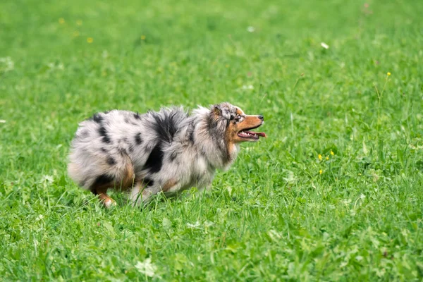 Blue Merle Cane Pastore Australiano Corre Salta Sul Prato Del — Foto Stock