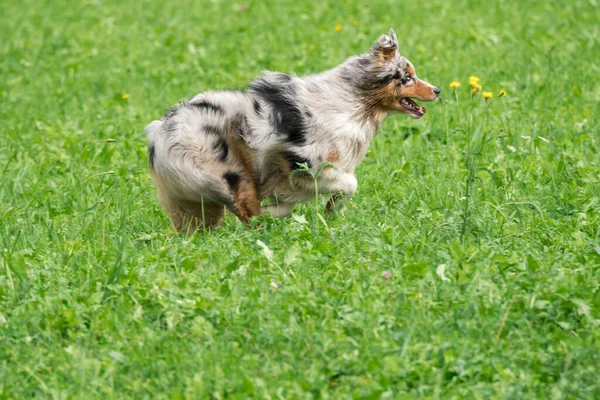 Blå Merle Australiska Herde Hund Körs Och Hoppa Ängen Trentino — Stockfoto