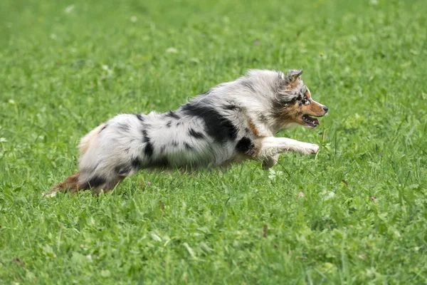 Blue Merle Australian Shepherd Dog Runs Jump Meadow Trentino Alto — Stock Photo, Image