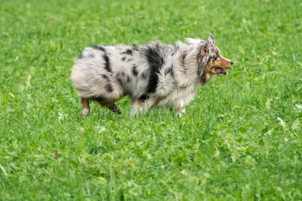 Blue Merle Cane Pastore Australiano Corre Salta Sul Prato Del — Foto Stock