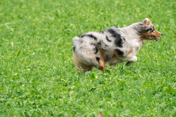 Biru Merle Anjing Gembala Australia Berjalan Dan Melompat Padang Rumput — Stok Foto