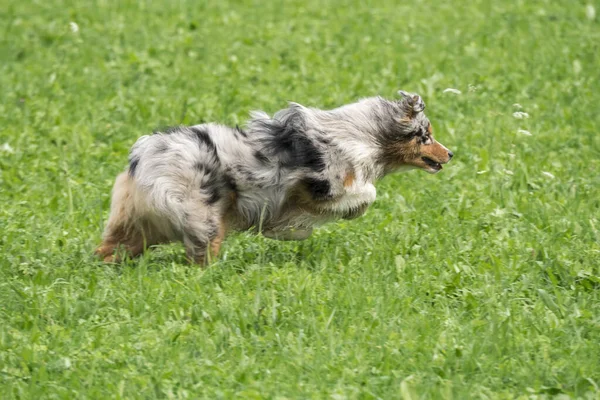 Biru Merle Anjing Gembala Australia Berjalan Dan Melompat Padang Rumput — Stok Foto