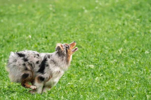 Blue Merle Australischer Schäferhund Rennt Und Springt Auf Der Wiese — Stockfoto