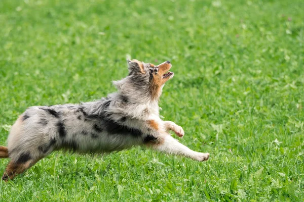 Biru Merle Anjing Gembala Australia Berjalan Dan Melompat Padang Rumput — Stok Foto