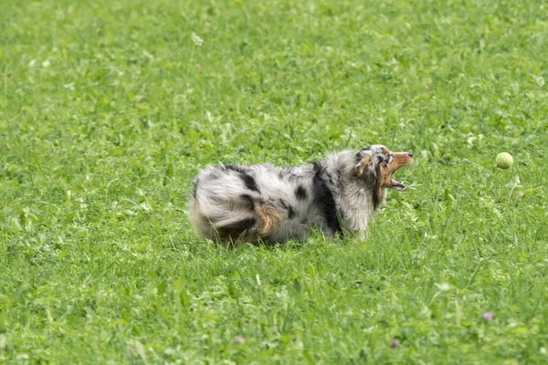 Blue Merle Perro Pastor Australiano Corre Saltar Prado Trentino Alto —  Fotos de Stock