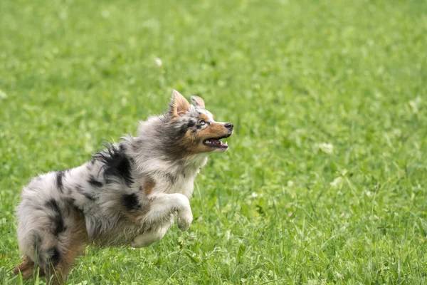 Голубий Австралійський Собака Пастух Біжить Стрибає Лугу Трентіно Альто Адіже — стокове фото
