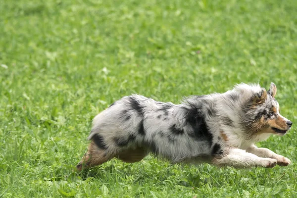 Blå Merle Australiska Herde Hund Körs Och Hoppa Ängen Trentino — Stockfoto