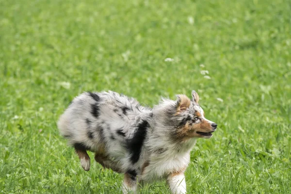 Bleu Merle Chien Berger Australien Court Sauter Sur Prairie Dans — Photo