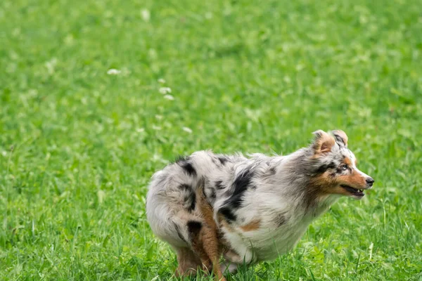 Blå Merle Australiska Herde Hund Körs Och Hoppa Ängen Trentino — Stockfoto