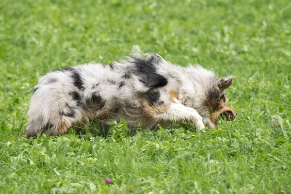 ブルーメルルオーストラリアの羊飼いの犬が実行され イタリアのトレンティーノ アルト アディジェの牧草地にジャンプ — ストック写真