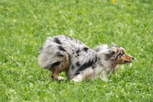 Blue Merle Cane Pastore Australiano Corre Salta Sul Prato Del — Foto Stock