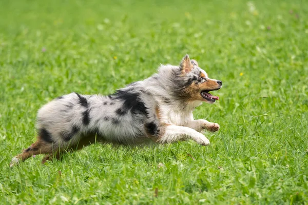 Blue Merle Australian Shepherd Dog Runs Jump Meadow Trentino Alto — Stock Photo, Image