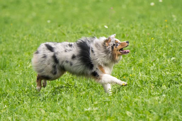 Blue Merle Australian Shepherd Dog Runs Jump Meadow Trentino Alto — Stock Photo, Image