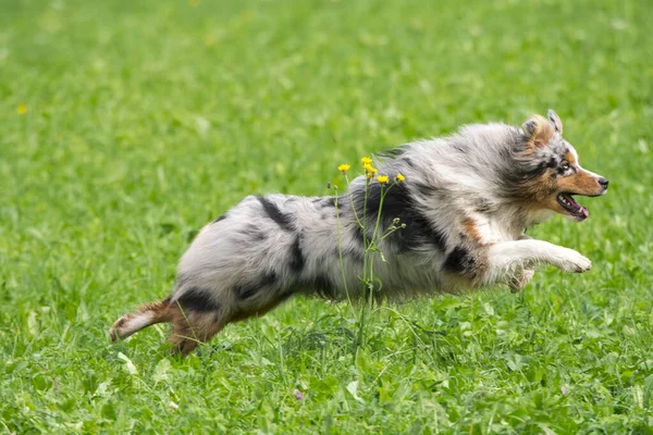 Biru Merle Anjing Gembala Australia Berjalan Dan Melompat Padang Rumput — Stok Foto