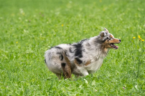 Blauwe Merle Australische Herder Loopt Spring Weide Trentino Alto Adige — Stockfoto