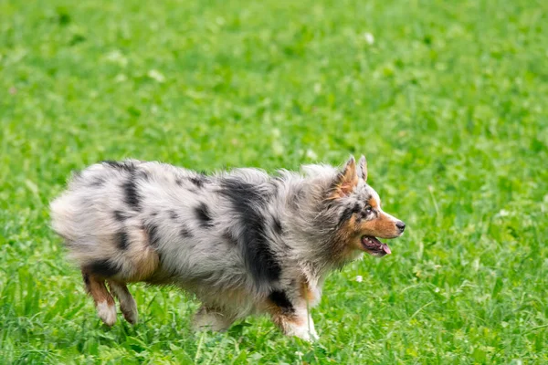 Blue Merle Australian Shepherd Dog Runs Jump Meadow Trentino Alto — Stock Photo, Image