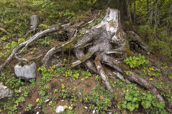 Vislumbres Detalhes Sobre Tovel Lake Trentino Alto Adige Itália — Fotografia de Stock