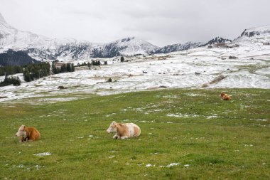 İtalya 'nın Trentino Alto Adige bölgesindeki Siusi Alplerinde ilk kar yağışıydı.