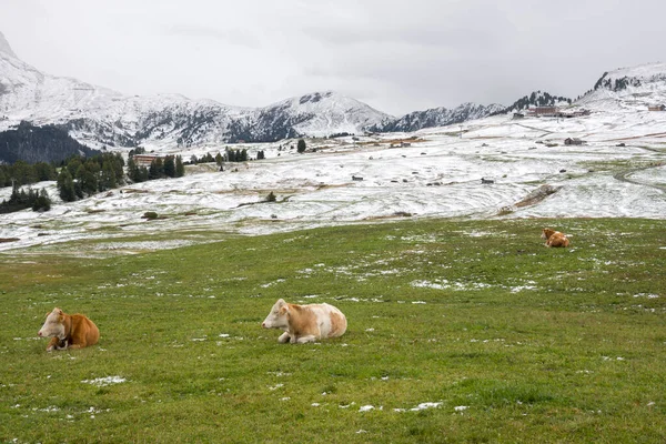 Première Neige Sur Paysage Dans Les Alpes Siusi Dans Trentin — Photo