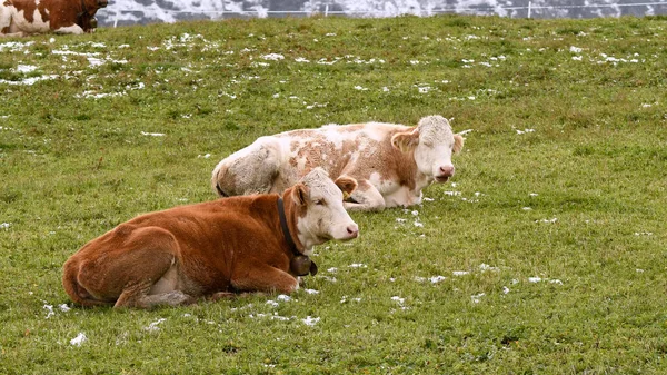 Vaca Paisaje Siusi Alpes Trentino Alto Adigio Italia —  Fotos de Stock