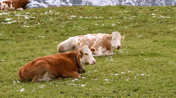 Vaca Paisaje Siusi Alpes Trentino Alto Adigio Italia —  Fotos de Stock