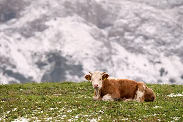 Vaca Paisagem Siusi Alpes Trentino Alto Adige Itália — Fotografia de Stock