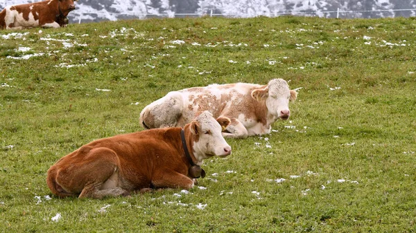 Vaca Paisaje Siusi Alpes Trentino Alto Adigio Italia —  Fotos de Stock