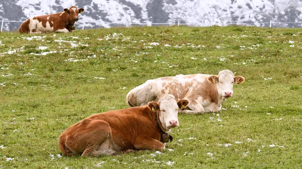 Vaca Paisaje Siusi Alpes Trentino Alto Adigio Italia —  Fotos de Stock