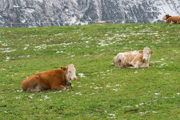 Vaca Paisaje Siusi Alpes Trentino Alto Adigio Italia —  Fotos de Stock