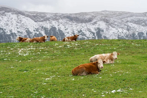 Vaca Paisagem Siusi Alpes Trentino Alto Adige Itália — Fotografia de Stock