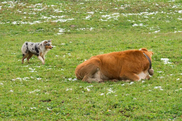 Vaca Paisaje Siusi Alpes Trentino Alto Adigio Italia —  Fotos de Stock