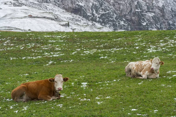 Vaca Paisagem Siusi Alpes Trentino Alto Adige Itália — Fotografia de Stock