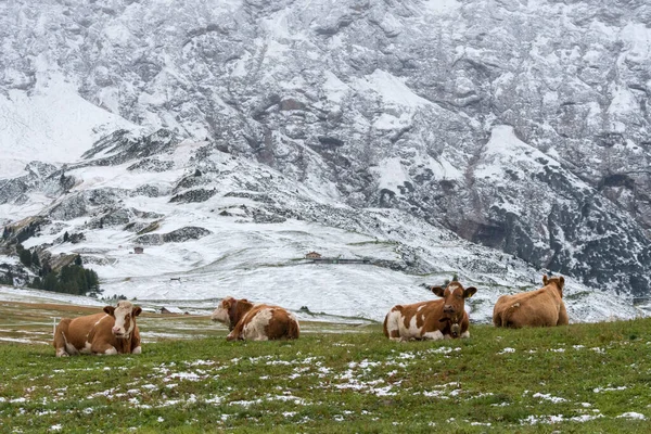 Αγελάδα Στο Τοπίο Στο Siusi Άλπεις Στο Trentino Alto Adige — Φωτογραφία Αρχείου