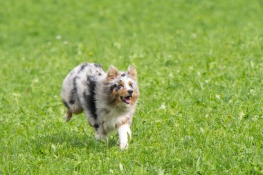 Mavi merle Avustralyalı çoban köpeği İtalya 'da Trentino Alto Adige' deki çayıra koşar ve atlar.