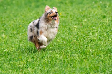 Mavi merle Avustralyalı çoban köpeği İtalya 'da Trentino Alto Adige' deki çayıra koşar ve atlar.