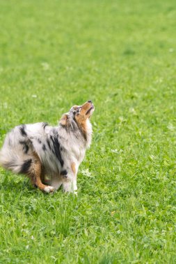 Mavi merle Avustralyalı çoban köpeği İtalya 'da Trentino Alto Adige' deki çayıra koşar ve atlar.