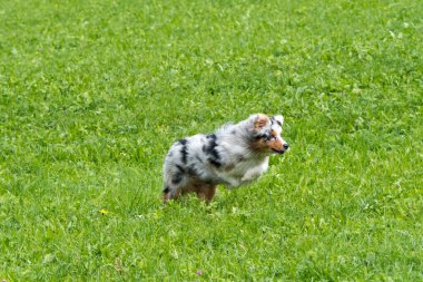 Mavi merle Avustralyalı çoban köpeği İtalya 'da Trentino Alto Adige' deki çayıra koşar ve atlar.