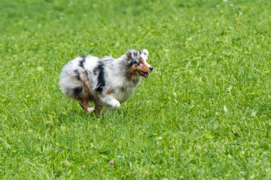 Mavi merle Avustralyalı çoban köpeği İtalya 'da Trentino Alto Adige' deki çayıra koşar ve atlar.