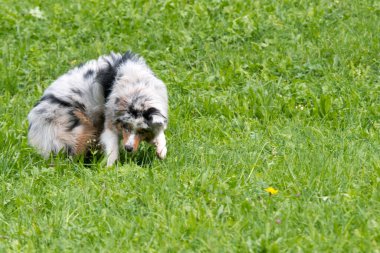 Mavi merle Avustralyalı çoban köpeği İtalya 'da Trentino Alto Adige' deki çayıra koşar ve atlar.