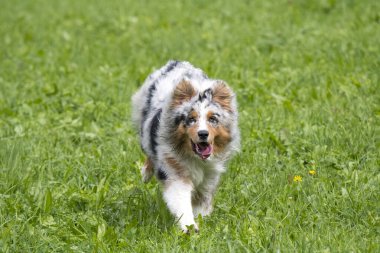 Mavi merle Avustralyalı çoban köpeği İtalya 'da Trentino Alto Adige' deki çayıra koşar ve atlar.