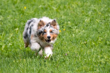 Mavi merle Avustralyalı çoban köpeği İtalya 'da Trentino Alto Adige' deki çayıra koşar ve atlar.