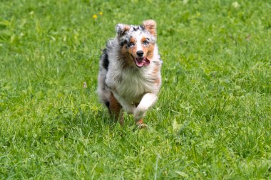 Mavi merle Avustralyalı çoban köpeği İtalya 'da Trentino Alto Adige' deki çayıra koşar ve atlar.