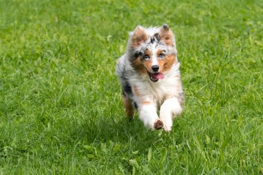Mavi merle Avustralyalı çoban köpeği İtalya 'da Trentino Alto Adige' deki çayıra koşar ve atlar.