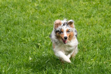 Mavi merle Avustralyalı çoban köpeği İtalya 'da Trentino Alto Adige' deki çayıra koşar ve atlar.