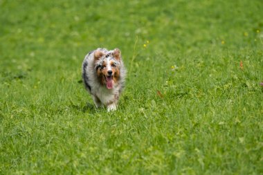 Mavi merle Avustralyalı çoban köpeği İtalya 'da Trentino Alto Adige' deki çayıra koşar ve atlar.
